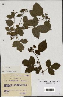 spécimen de Rubus nessensis