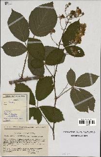 spécimen de Rubus rhombifolius