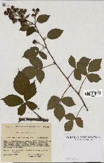 spécimen de Rubus vulgaris