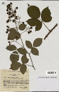 spécimen de Rubus vulgaris