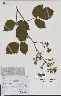 spécimen de Rubus apiculatus