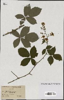 spécimen de Rubus thyrsoideus