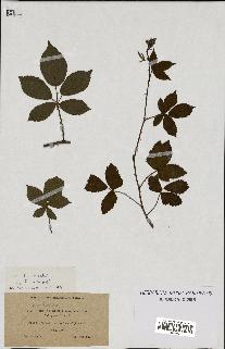 spécimen de Rubus sulcatus