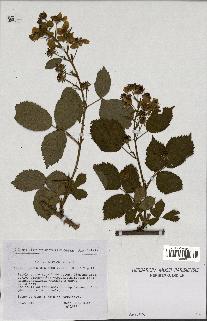 spécimen de Rubus sulcatus