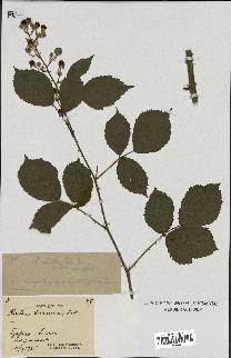 spécimen de Rubus clethrophilus