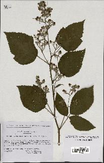 spécimen de Rubus clethrophilus