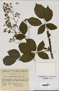 spécimen de Rubus clethrophilus