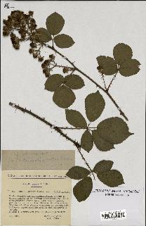 spécimen de Rubus danicus