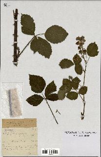 spécimen de Rubus nitidus