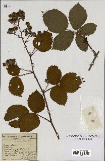 spécimen de Rubus nitidus