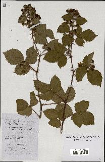 spécimen de Rubus nitidus