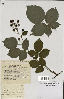 spécimen de Rubus plicatus