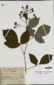 spécimen de Rubus macrostachys