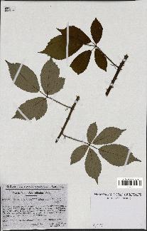 spécimen de Rubus macrostachys