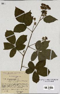 spécimen de Rubus macrostachys