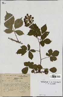 spécimen de Rubus macrostachys