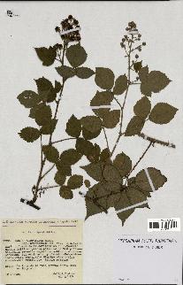 spécimen de Rubus podophyllus