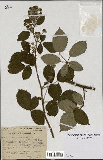 spécimen de Rubus podophyllus