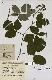 spécimen de Rubus podophyllus