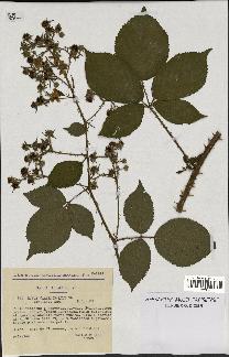 spécimen de Rubus carpinifolius