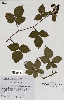 spécimen de Rubus carpinifolius