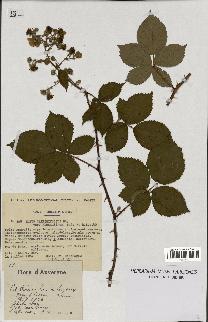 spécimen de Rubus carpinifolius