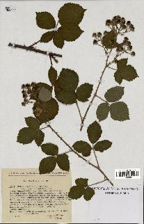 spécimen de Rubus carpinifolius