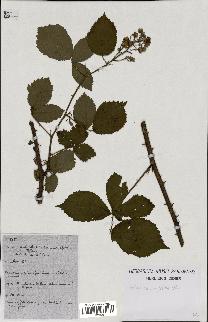 spécimen de Rubus carpinifolius