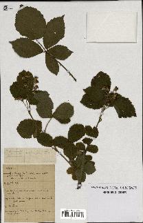 spécimen de Rubus carpinifolius