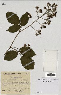 spécimen de Rubus carpinifolius