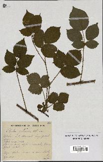 spécimen de Rubus carpinifolius