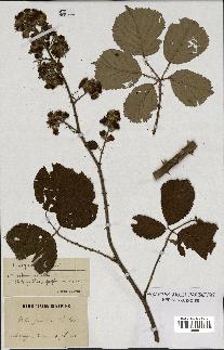 spécimen de Rubus carpinifolius