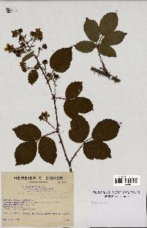 spécimen de Rubus nitidus