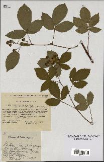 spécimen de Rubus nitidus