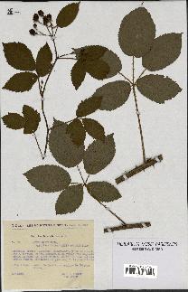 spécimen de Rubus nitidus