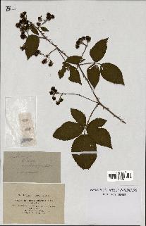 spécimen de Rubus nitidus