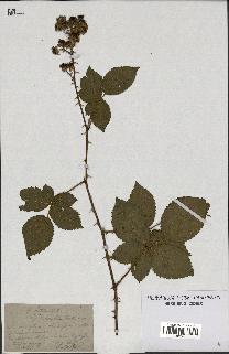 spécimen de Rubus nitidus