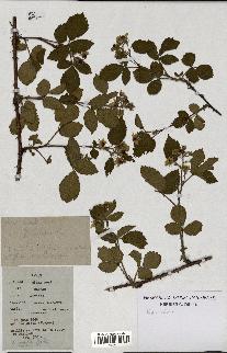 spécimen de Rubus nitidus