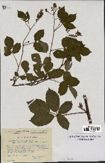 spécimen de Rubus nitidus