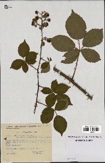 spécimen de Rubus nitidus