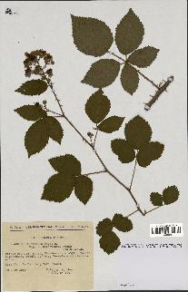 spécimen de Rubus nitidus