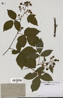 spécimen de Rubus nitidus