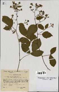 spécimen de Rubus nitidus