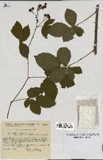 spécimen de Rubus nitidus