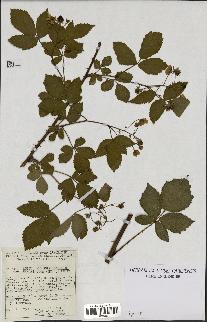 spécimen de Rubus nitidus