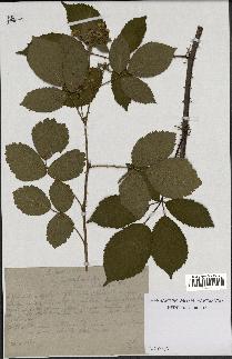 spécimen de Rubus nitidus