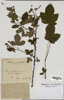 spécimen de Rubus nitidus