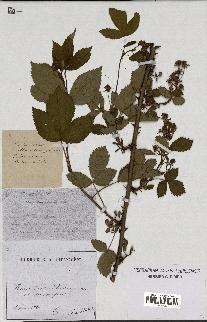 spécimen de Rubus nitidus