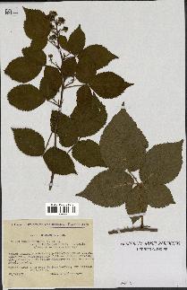 spécimen de Rubus plicatus