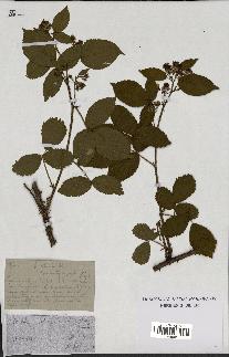 spécimen de Rubus plicatus